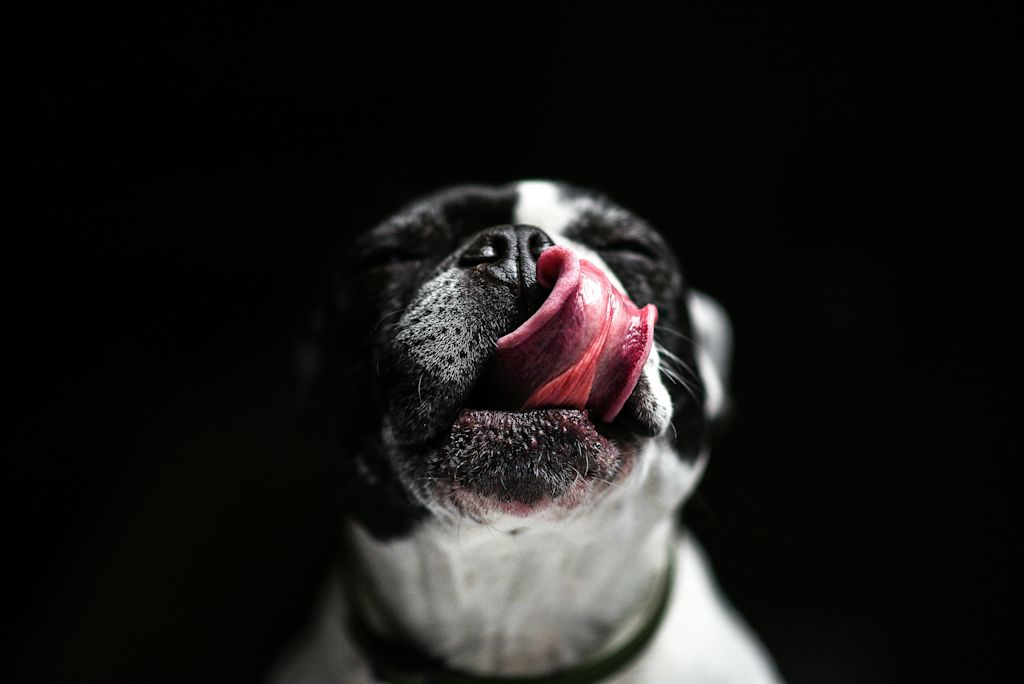 Chien qui salive