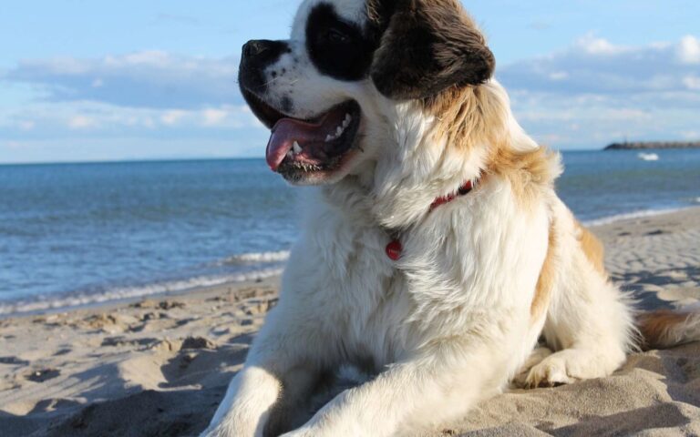 Pourquoi mon chien bave ?