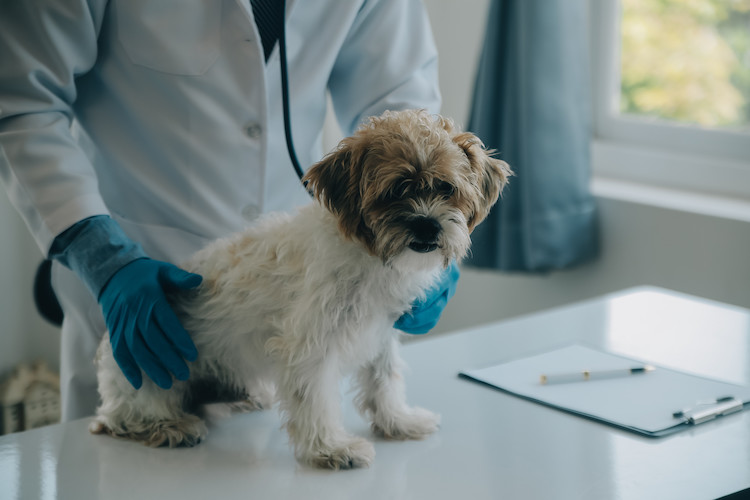 smecta chien v&eacute;t&eacute;rinaire