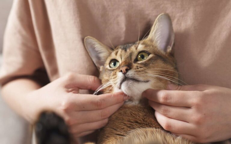 Tout savoir sur les chats nains