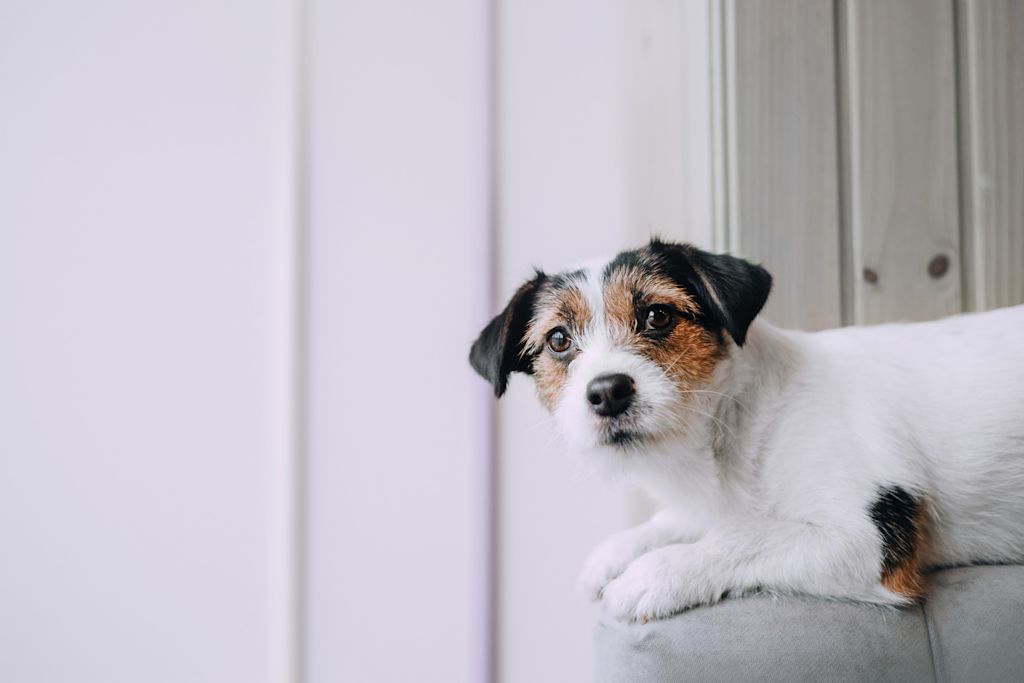 chien terrier allong&eacute;