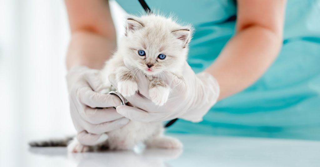 chaton chez le veterinaire