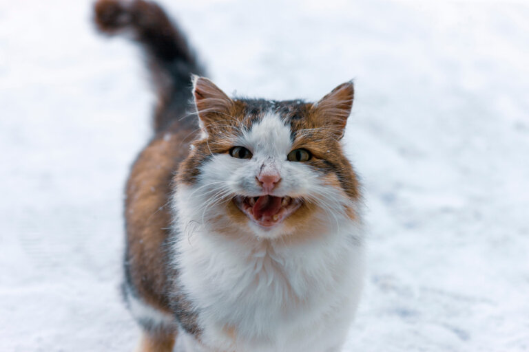 Chat qui pleure : pourquoi et que faire ?