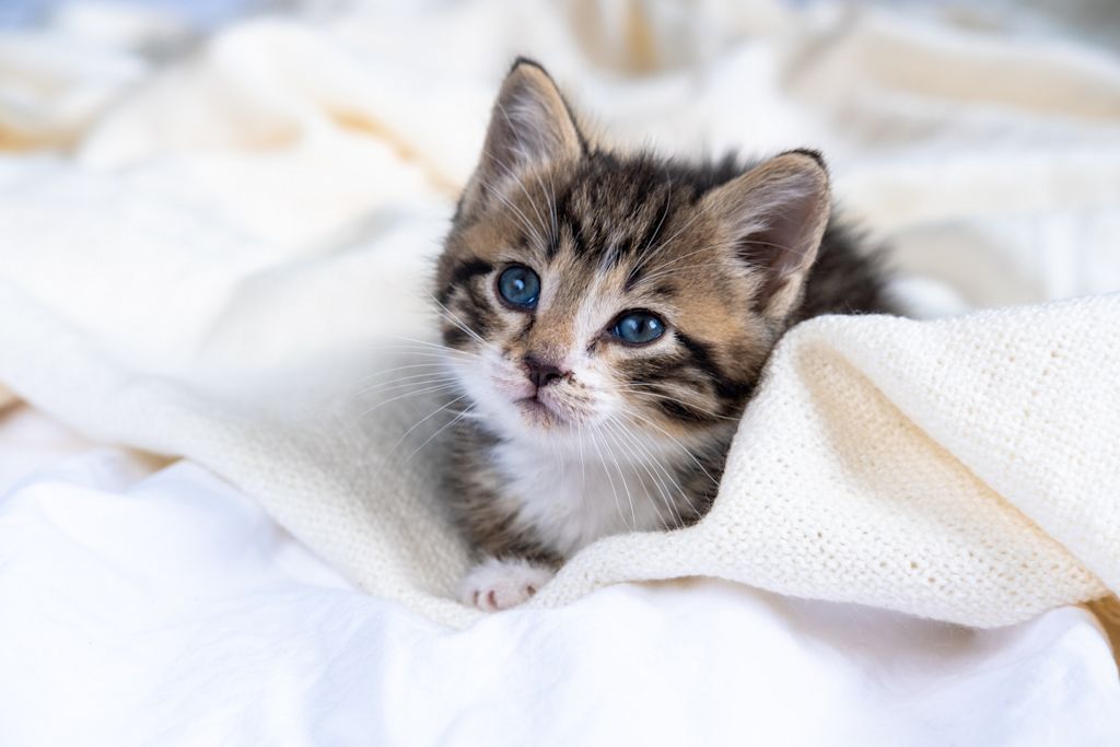 chaton tigre