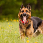 chien de garde