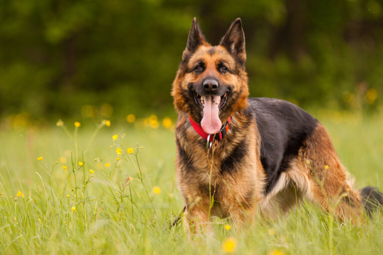 Chiens de garde