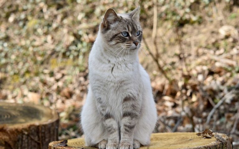 Le « assis » chez le chat