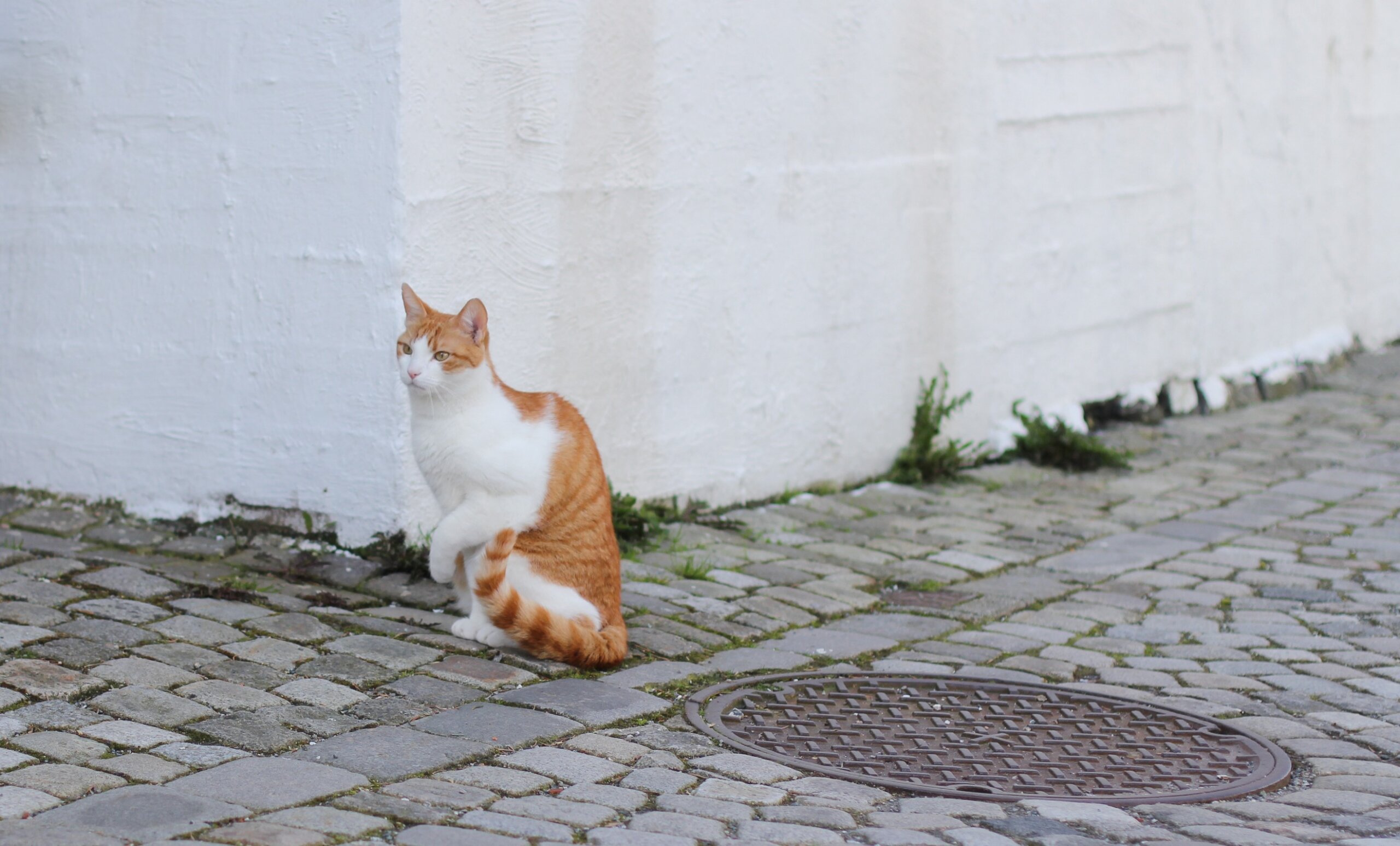 chat qui boite