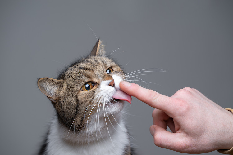 chat qui l&egrave;che