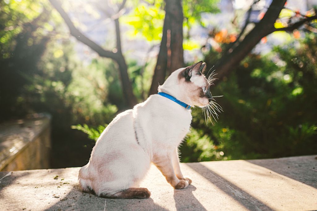 chat sans queue