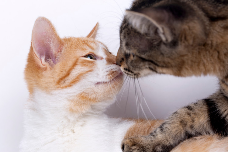 chats qui se l&egrave;chent.jpg