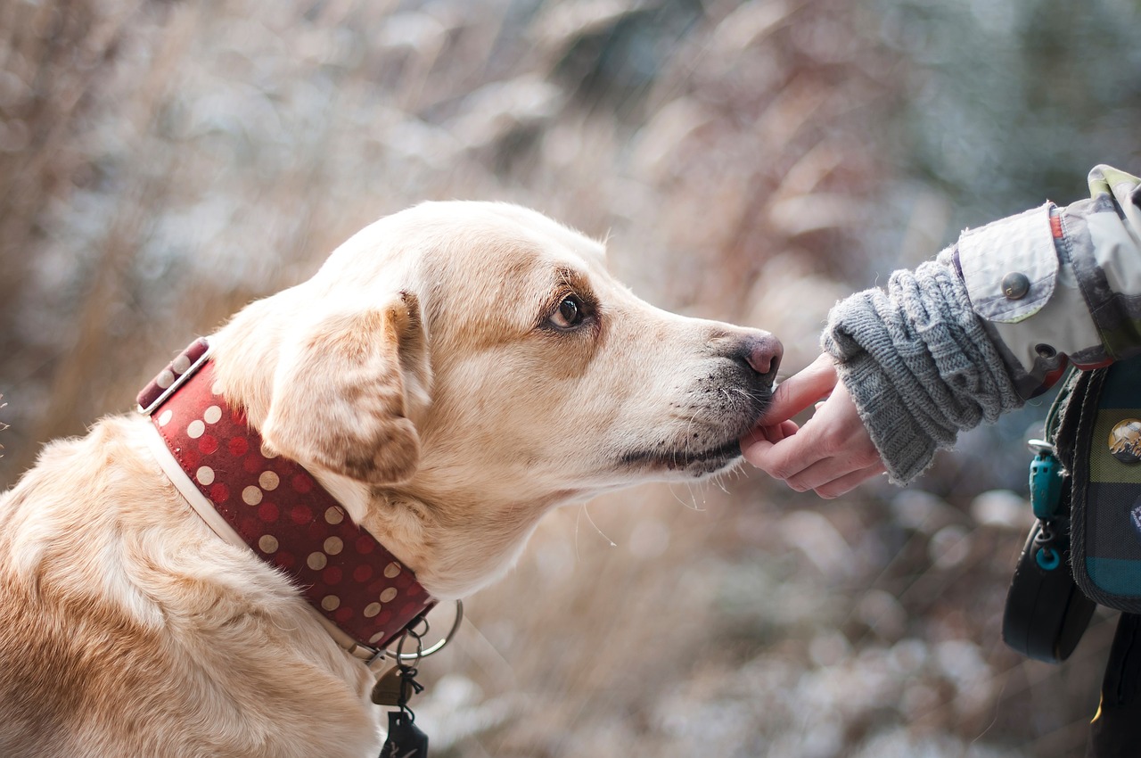 chien qui re&ccedil;oit une friandise