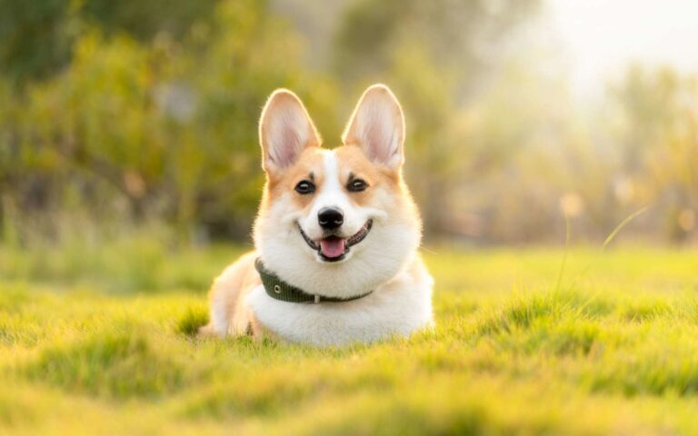 Est-ce possible de voir un chien qui sourit ?