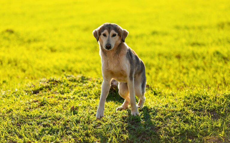 Fracture de bassin chez le chien