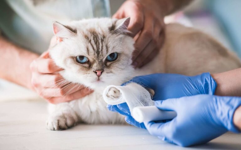 Patte cassée chez le chat : que faire ?