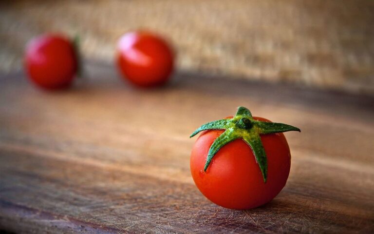 Mon chien peut-il manger des tomates ?