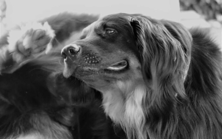 Mon chien se gratte : quels sont les remèdes de grand-mère ?