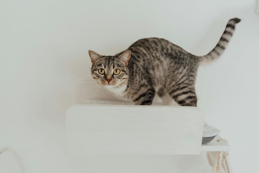 chat en int&eacute;rieur