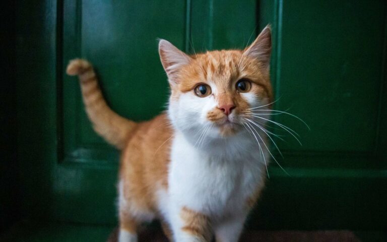 Pourquoi mon chat tremble de la tête ?