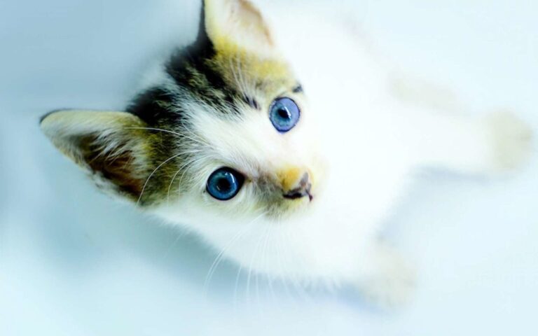 Vision du chat : comment voit votre chaton ? 