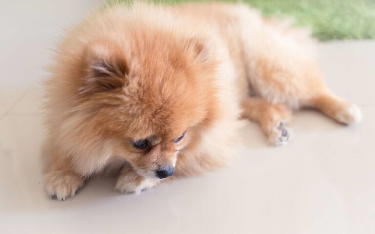 Vomissements jaunes chez le chien : quand s&rsquo;inquiéter ?