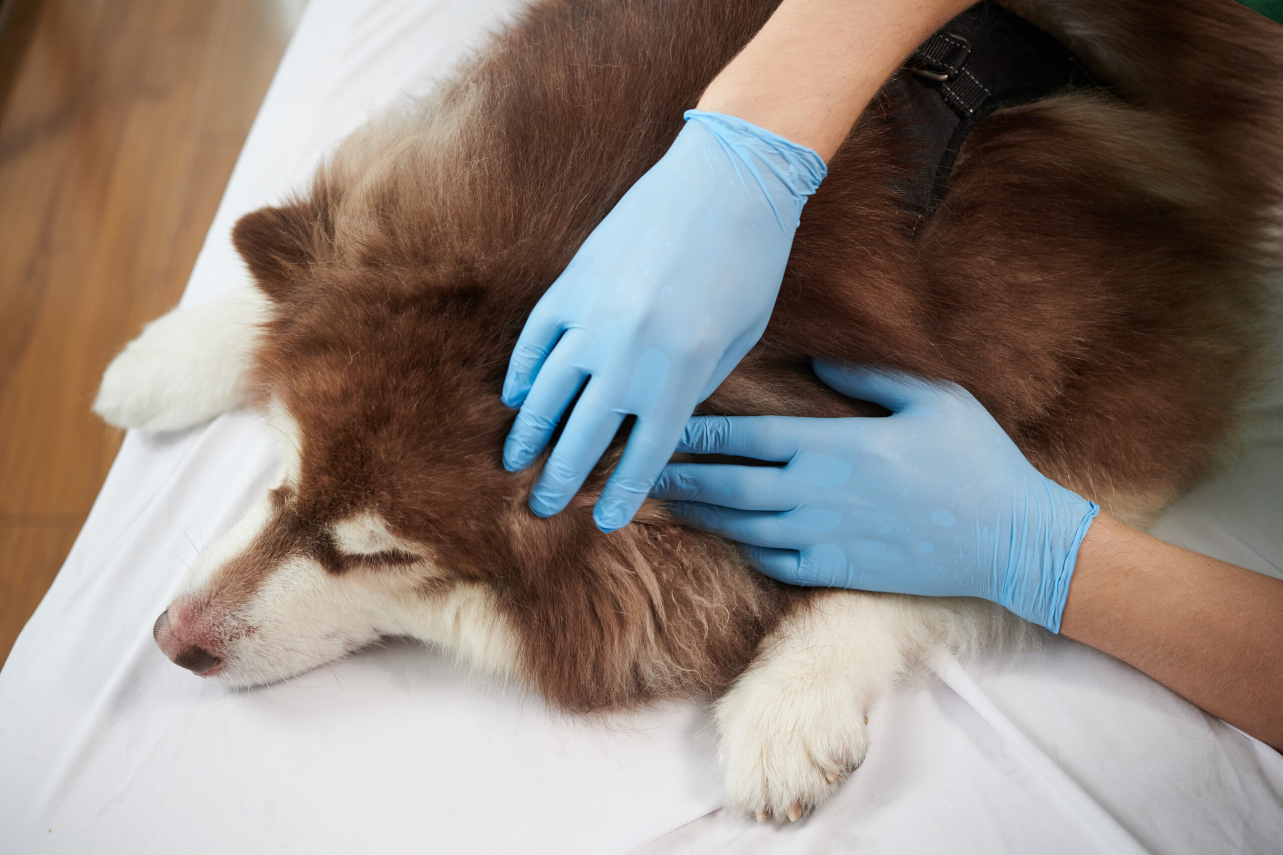 chien examin&eacute; chez le v&eacute;t&eacute;rinaire