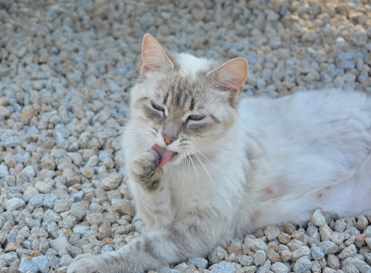 Chat qui se l&egrave;che la patte