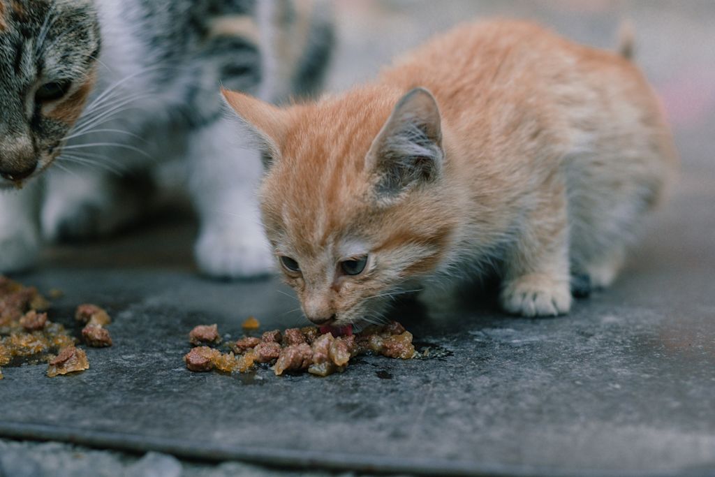 repas d un chaton