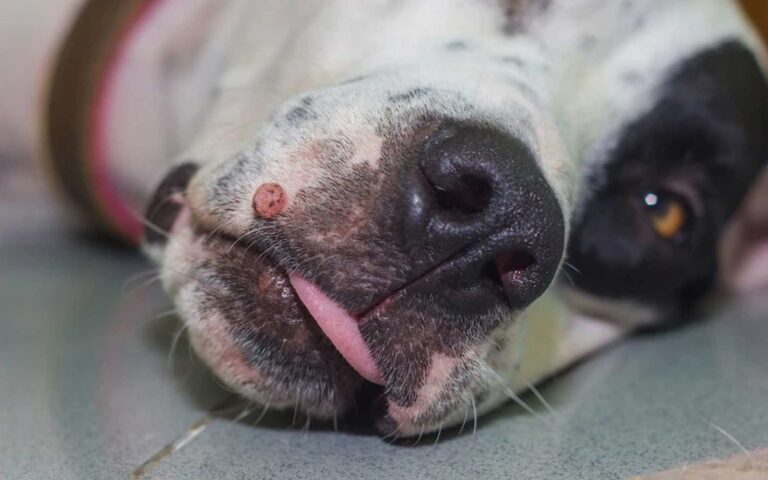Comment savoir si mon chien a une boule de graisse ?
