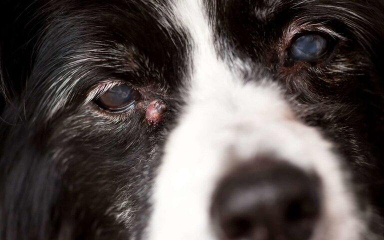 Boule de graisse chez le chien : comment les reconnaître ?