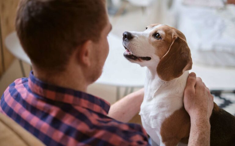 Mon chien a mauvaise haleine : pourquoi et que faire ?