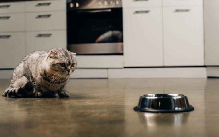 Perte d&rsquo;appétit ou dysorexie chez le chat : quand faut-il s&rsquo;inquiéter ?