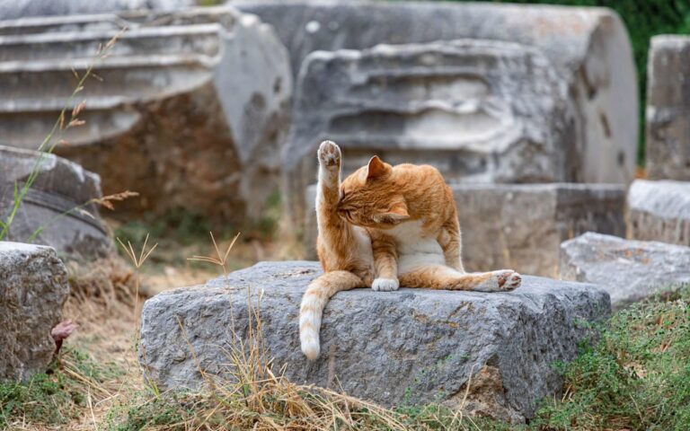 Pourquoi est-ce-que mon chat s&rsquo;arrache les poils ?