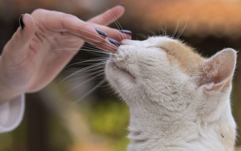 Pourquoi est-ce que mon chat me lèche ?