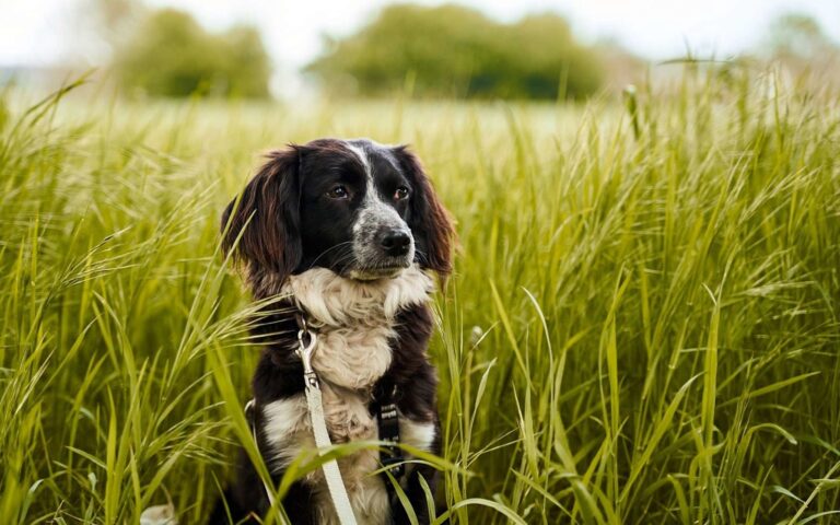 Pourquoi est-ce que mon chien mange de l&rsquo;herbe ?