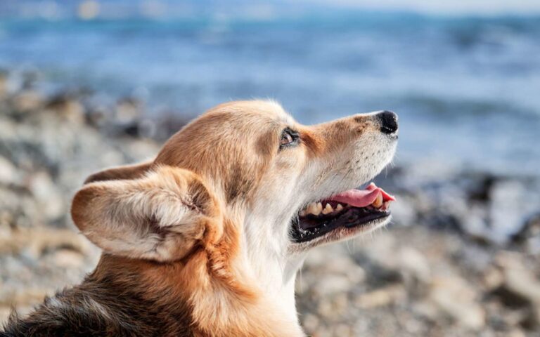 Pourquoi mon chien tousse et essaye de cracher ?