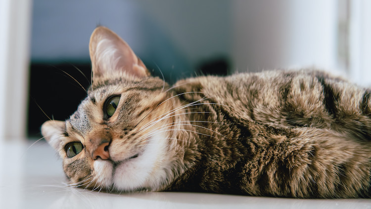 sympt&ocirc;mes leucose chat