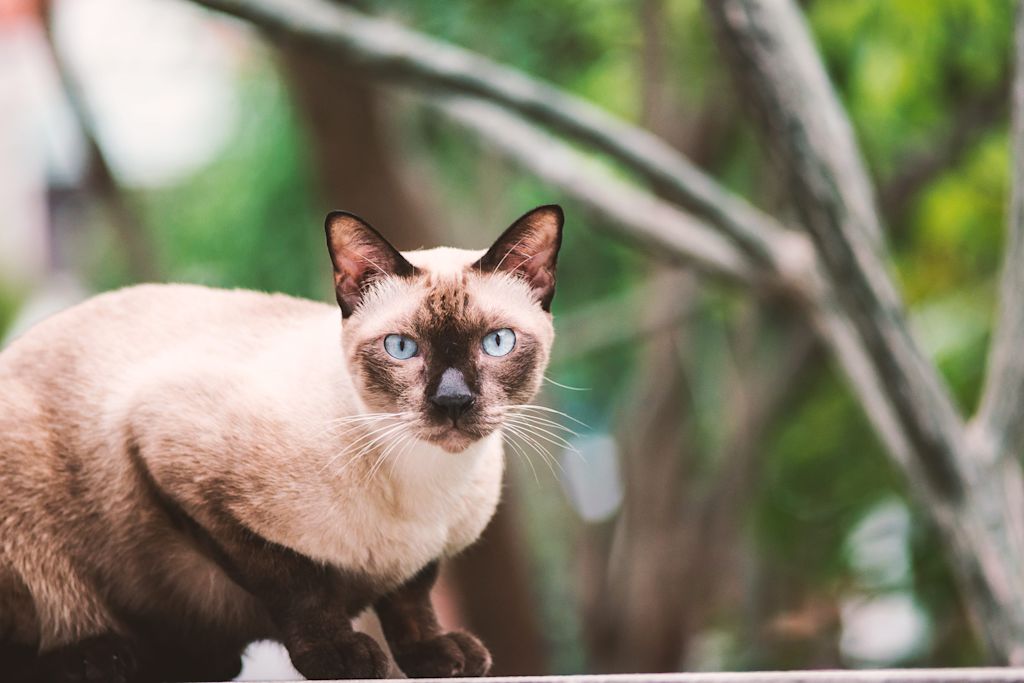 chat siamois