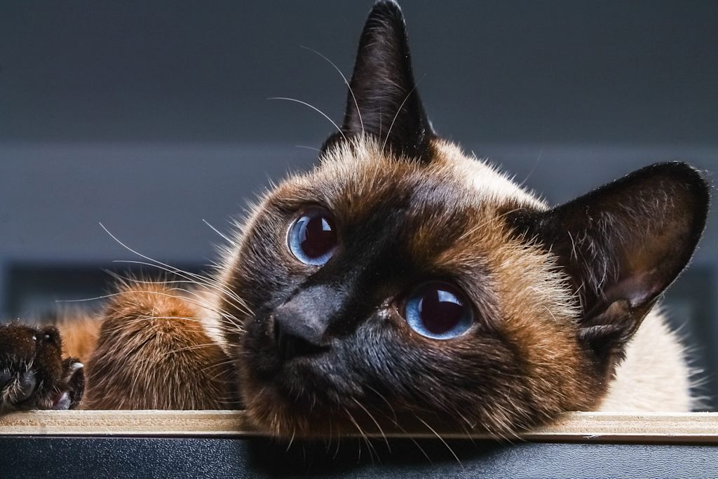 chat siamois