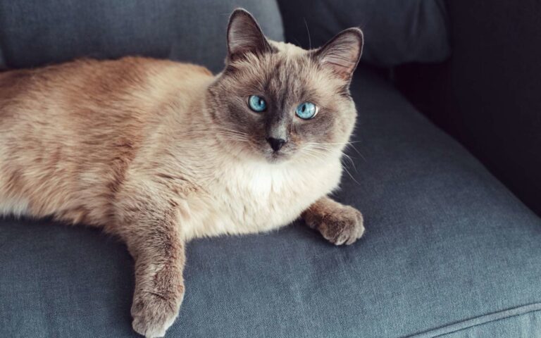 Chat qui louche : souffre-t-il de son strabisme ? 