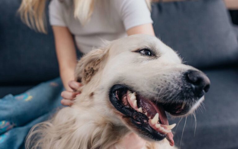 Mon chien se démange : pourquoi et que faire ?