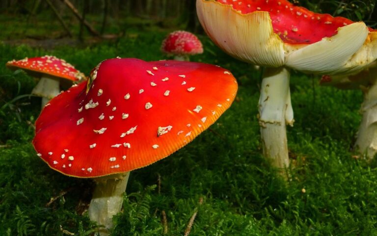 Quels sont les symptômes d&rsquo;une intoxication par les champignons chez le chien ?