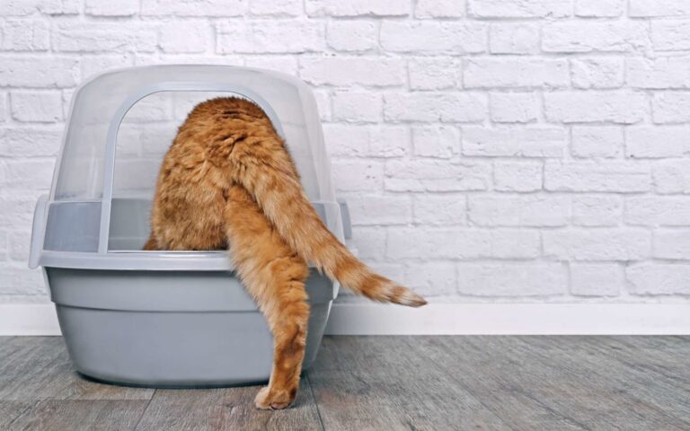 Symptômes de l&rsquo;insuffisance rénale chez le chat