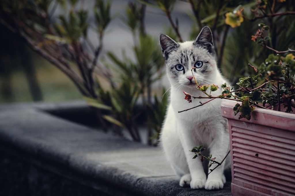 Chat pr&egrave;s d-une jardini&egrave;re