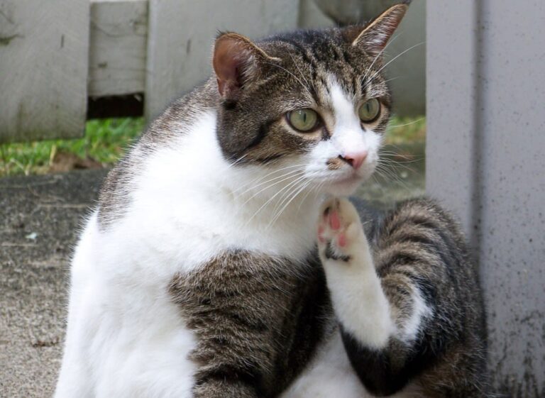 Que faire face à un chat qui s&rsquo;arrache les poils ?