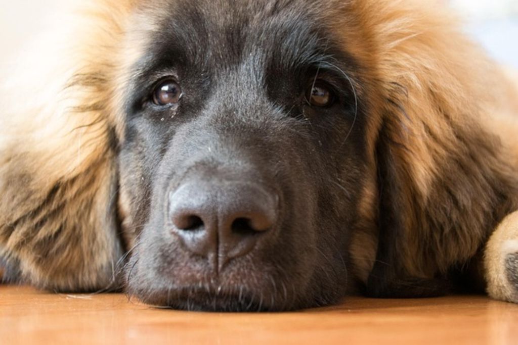 Leonberg malade