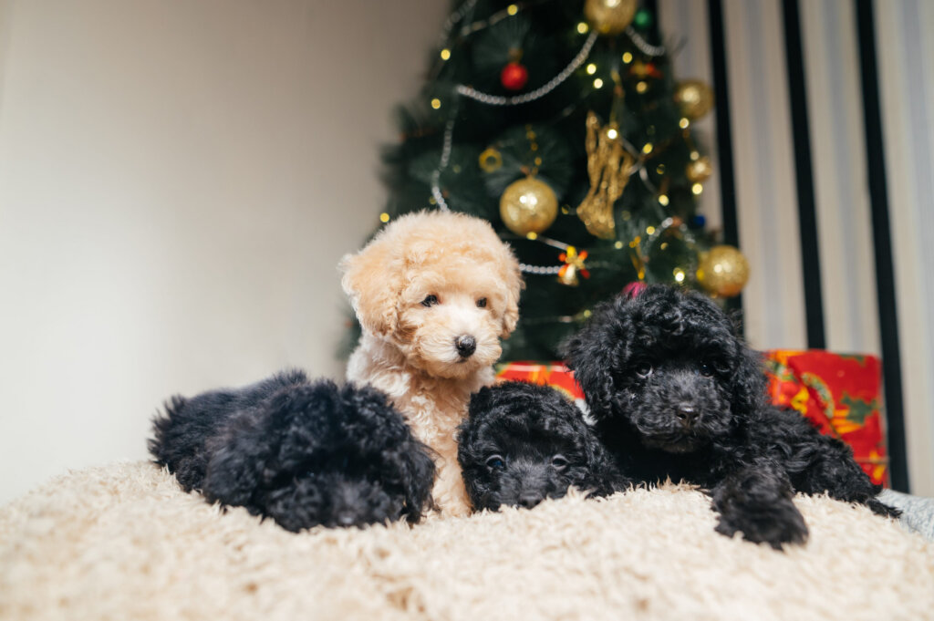 chiots caniches allonges sur une couverture devant un sapin de noel