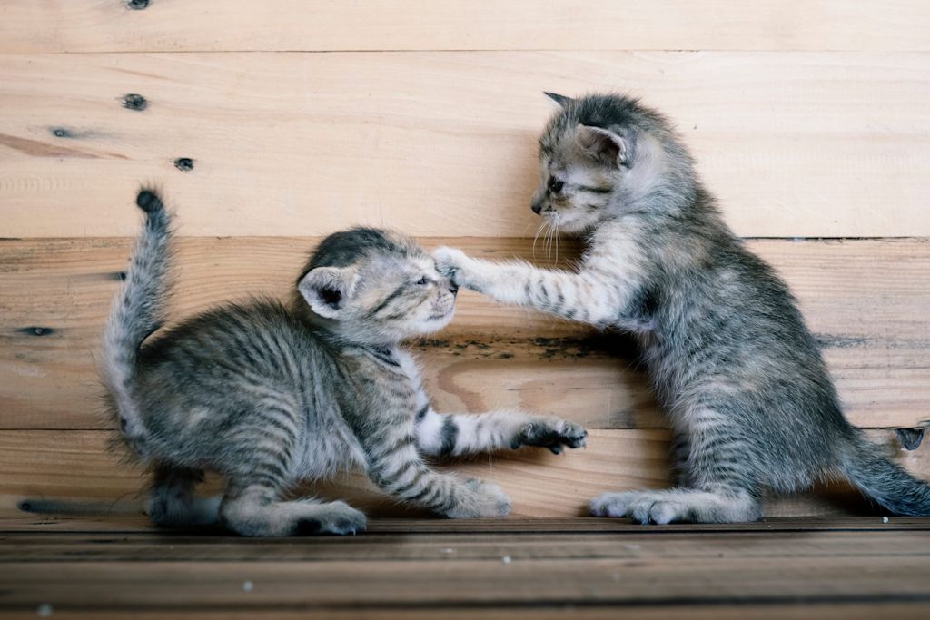 chatons qui se battent