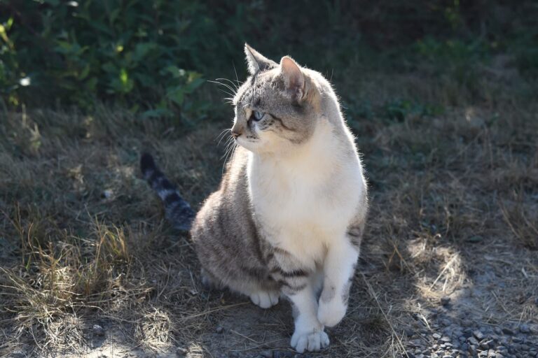Comment doser et interpréter la glycémie chez le chat ?