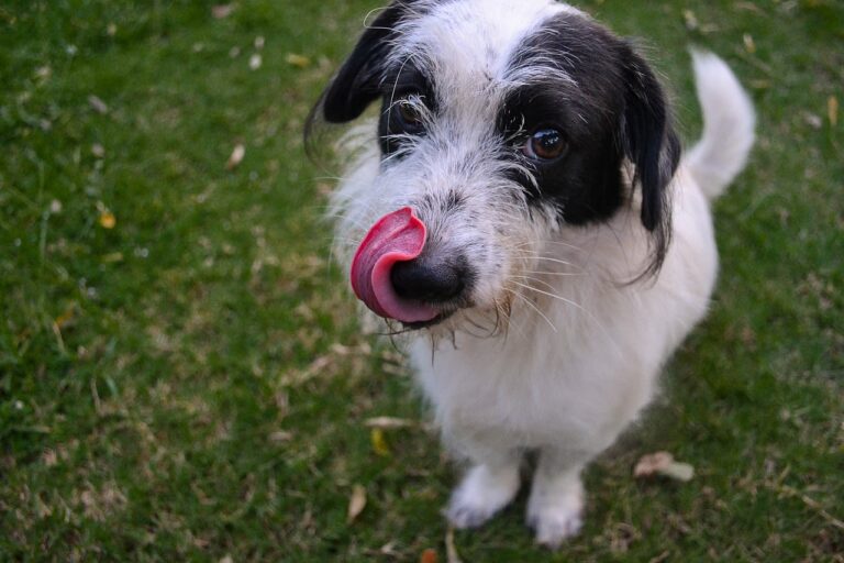 La constipation chez le chien : comprendre et soigner ce trouble digestif